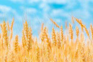 Golden ears of wheat on blue sky background Golden ears of wheat on blue sky background