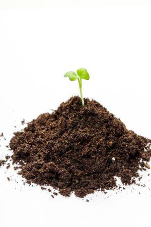 Heap soil with a green plant sprout on white background (Flip 2019) Heap soil with a green plant sprout on white background (Flip 2019)